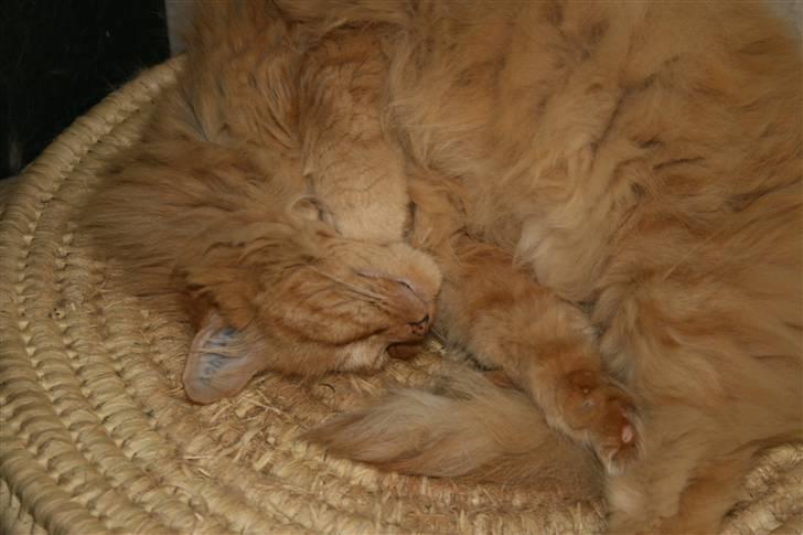 Blanding af racer Miramis 1994-2011 † - Zzzzz billede 3