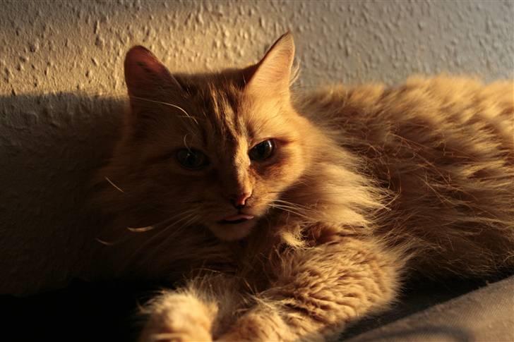 Blanding af racer Miramis 1994-2011 † - Hvad var det? billede 4