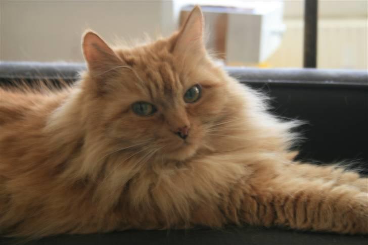 Blanding af racer Miramis 1994-2011 † billede 5