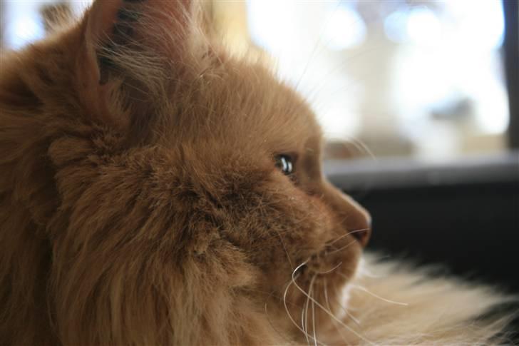 Blanding af racer Miramis 1994-2011 † billede 6