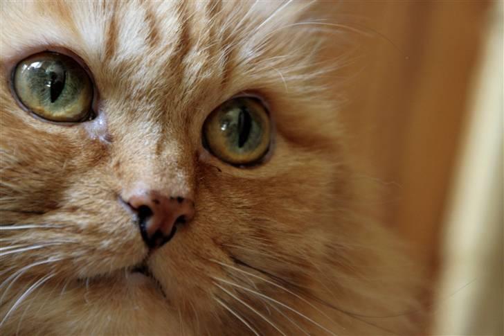 Blanding af racer Miramis 1994-2011 † billede 7