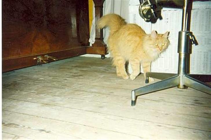 Blanding af racer Miramis 1994-2011 † - Ung Dame på besøg hos Han katten billede 8