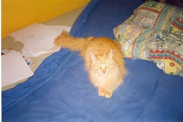 Blanding af racer Miramis 1994-2011 † - Miramis i både hendes og mine yngre dage :) billede 9