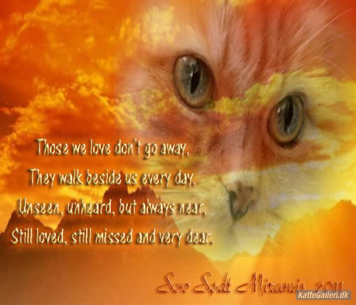 Blanding af racer Miramis 1994-2011 † - Mange tak til *Lisbeth* for det smukke billed :´) billede 10