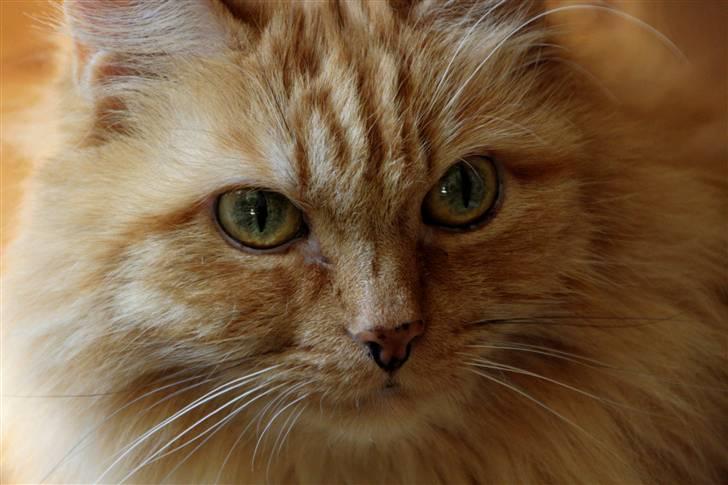 Blanding af racer Miramis 1994-2011 † billede 11