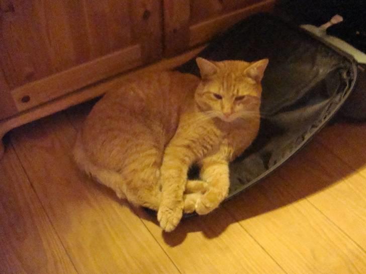 Huskat Zimba - Mon jeg kommer med ud at rejse.... billede 17