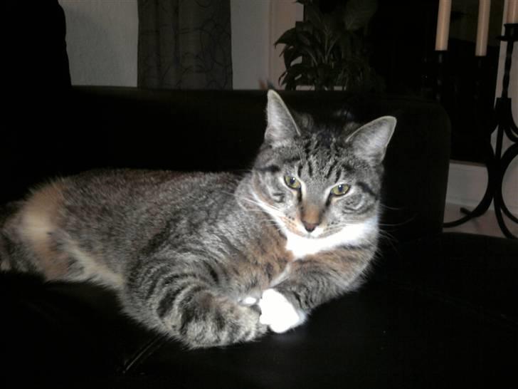 Blanding af racer Joey billede 1