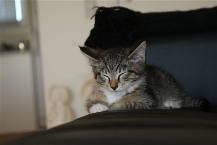 Blanding af racer Joey billede 2