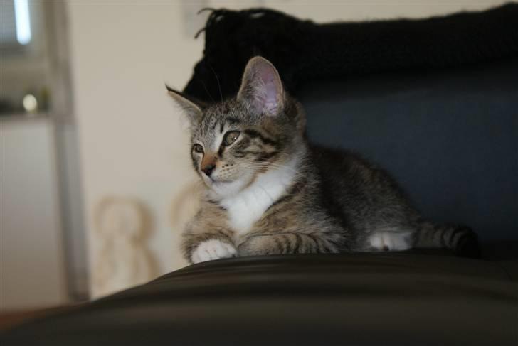 Blanding af racer Joey billede 3