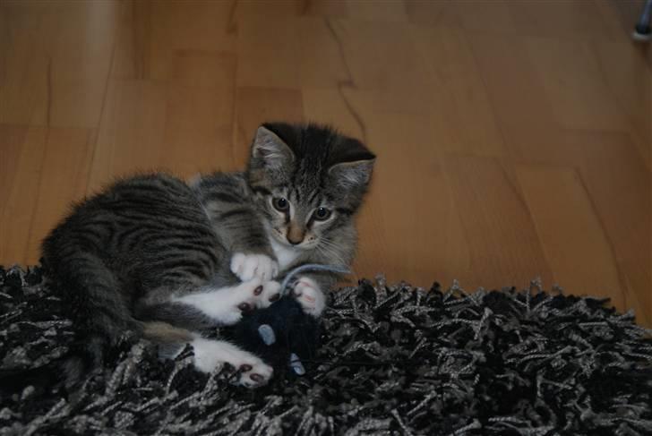 Blanding af racer Joey billede 4