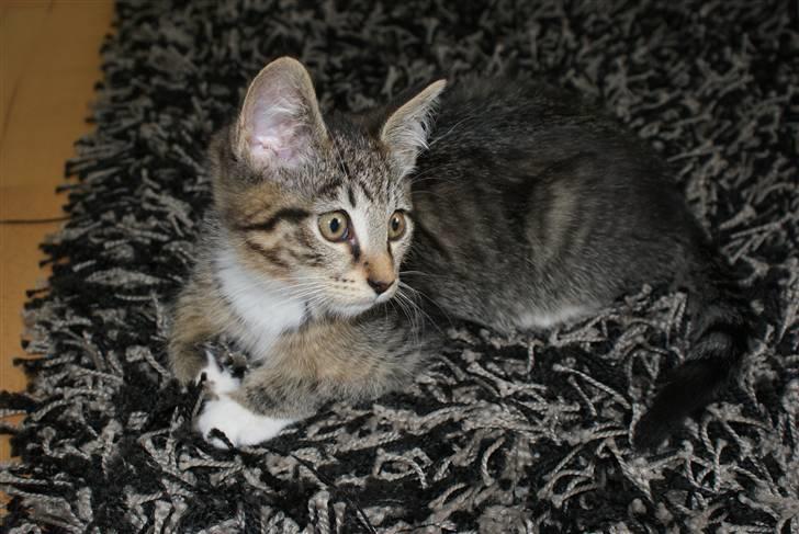 Blanding af racer Joey billede 5