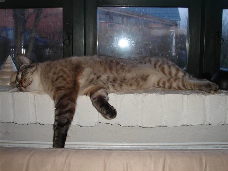 Bengal Findus billede 1