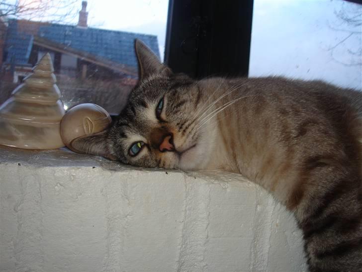 Bengal Findus billede 2