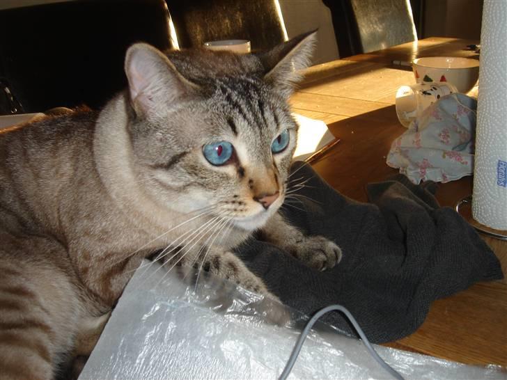 Bengal Findus billede 3