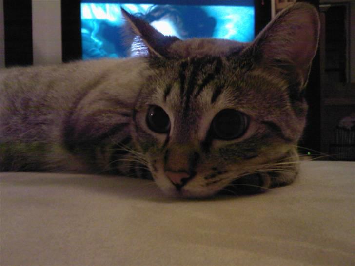 Bengal Findus billede 4