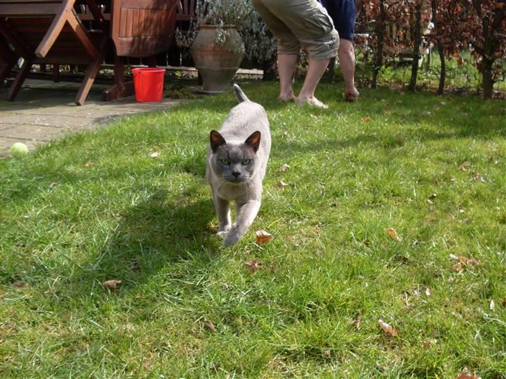 Burmeser Blue Barriester »Victor« billede 15