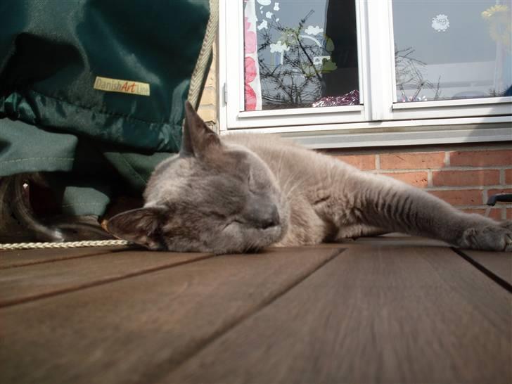 Burmeser Blue Barriester »Victor« billede 16