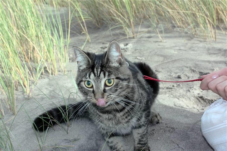 Huskat Hermione R.I.P min pige - 2008 - Skal du have lidt bølle bank Herman ? *G* billede 14