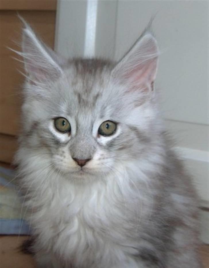Maine Coon Earl Grey - Han har desværre fået HCM :-( billede 1