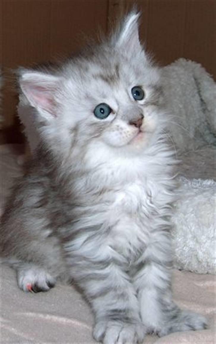 Maine Coon Earl Grey billede 2