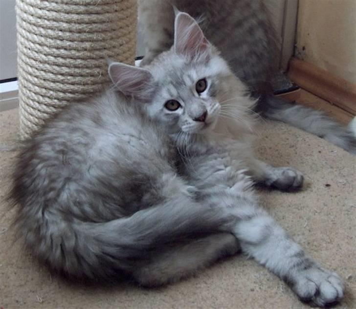 Maine Coon Earl Grey billede 3