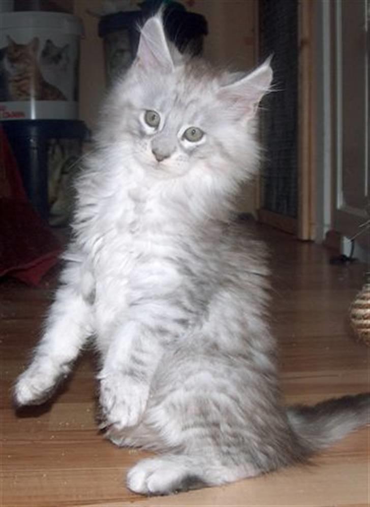 Maine Coon Earl Grey billede 4
