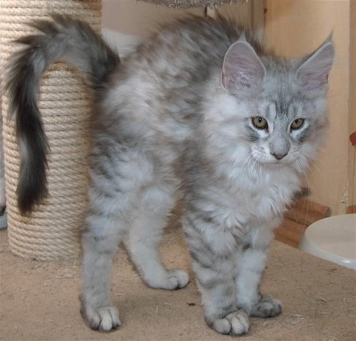 Maine Coon Earl Grey billede 5