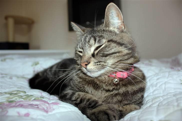 Huskat Hermione R.I.P min pige - 04/05-09 - NYT billede 17