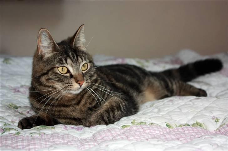 Huskat Hermione R.I.P min pige - 04/05-09 - NYT billede 18