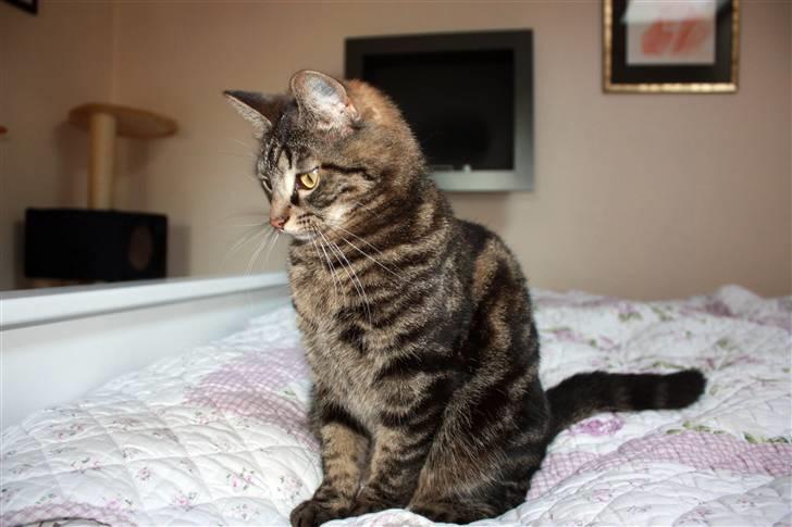 Huskat Hermione R.I.P min pige - 04/05-09 - NYT billede 19