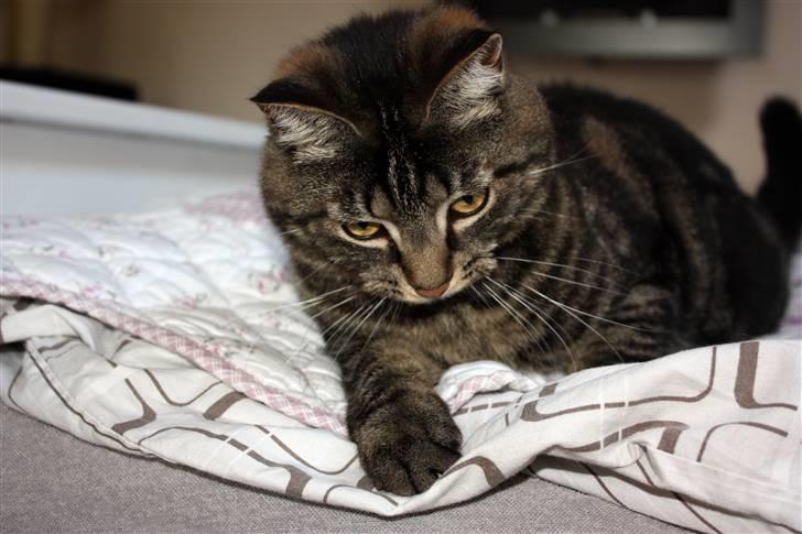 Huskat Hermione R.I.P min pige - 04/05-09 - NYT billede 20