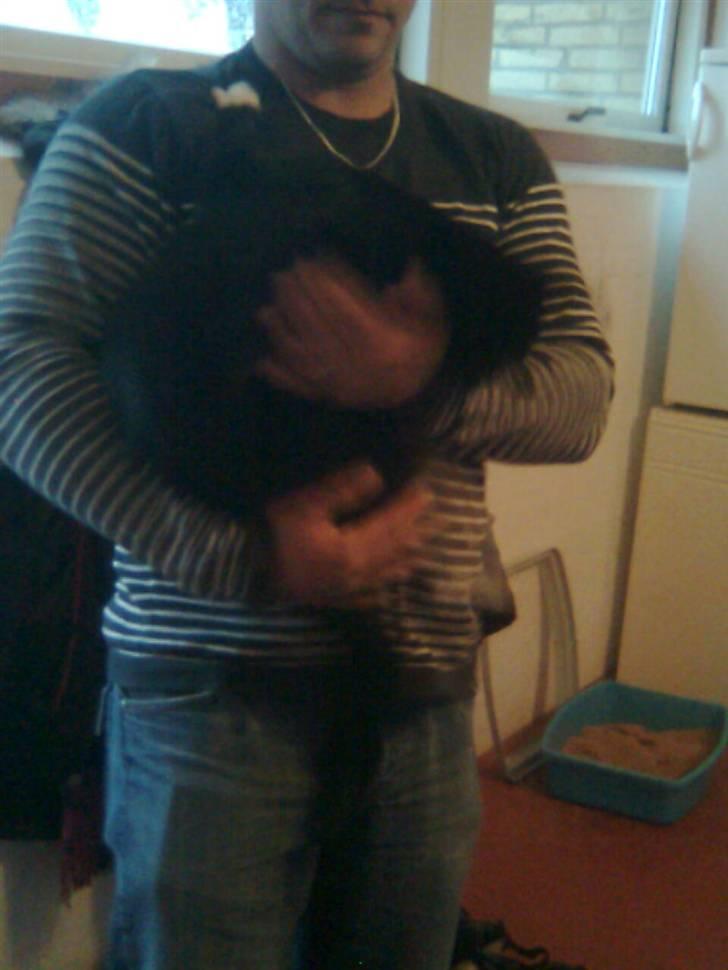 Huskat Gizmo - elsker far endnu højer billede 11