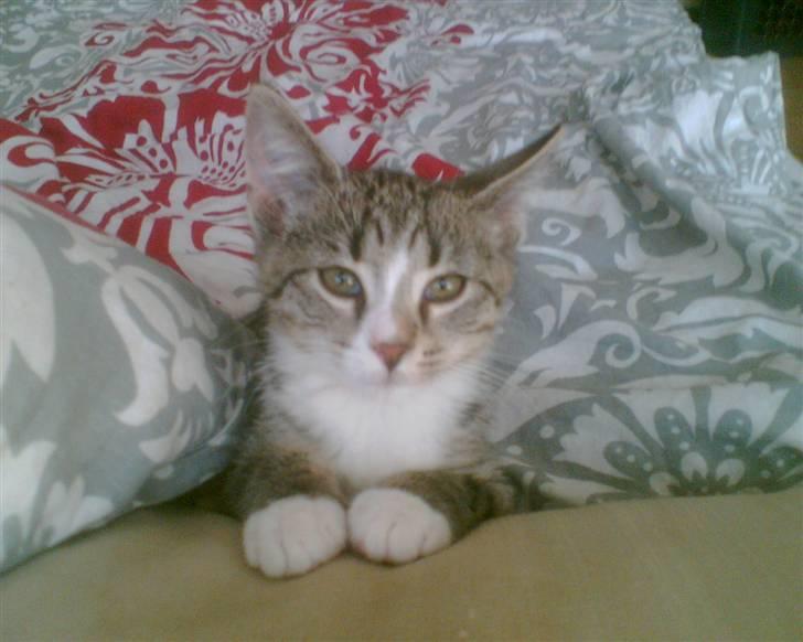 Huskat Sam billede 10