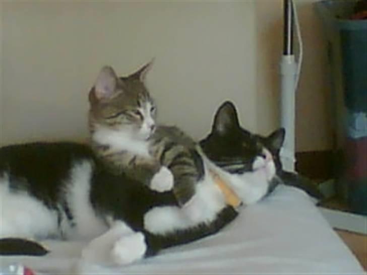 Huskat Emil - Emil sammen med vores anden kat Sam billede 19