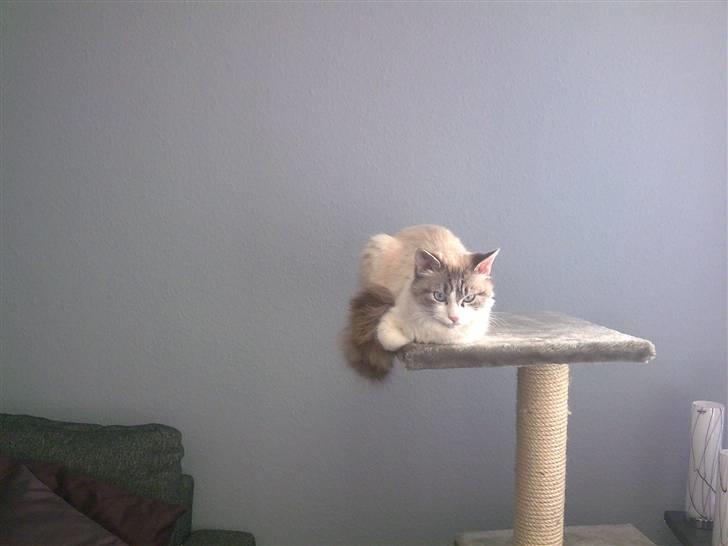 Blanding af racer Madame Blue billede 1