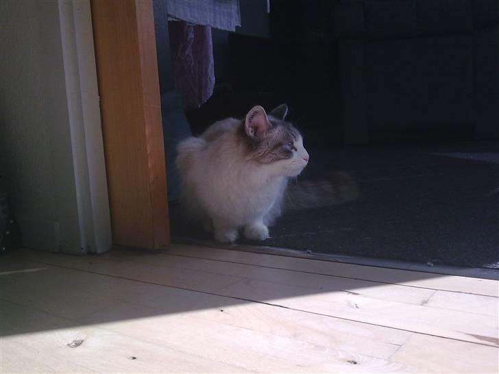 Blanding af racer Madame Blue billede 2