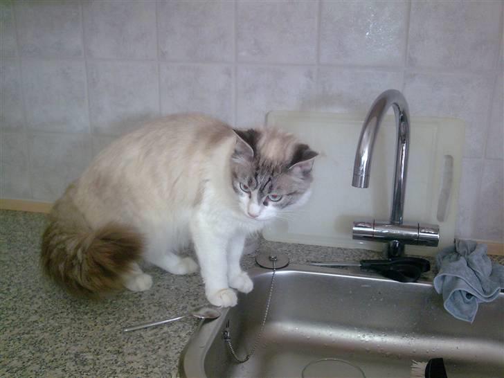 Blanding af racer Madame Blue billede 3