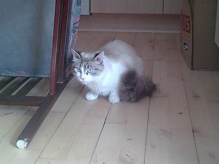 Blanding af racer Madame Blue billede 4