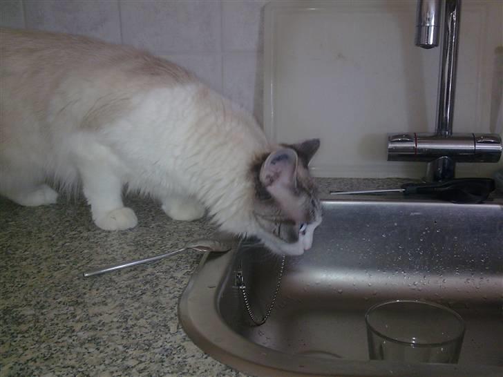 Blanding af racer Madame Blue billede 5