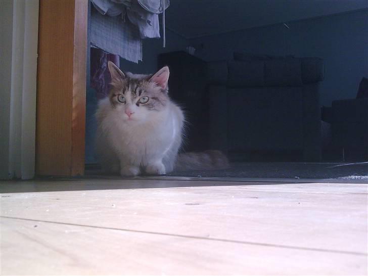 Blanding af racer Madame Blue billede 6