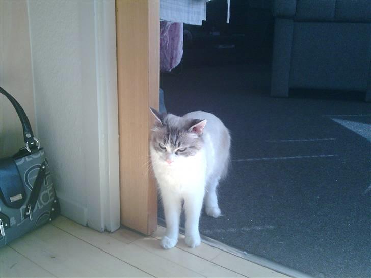 Blanding af racer Madame Blue billede 7