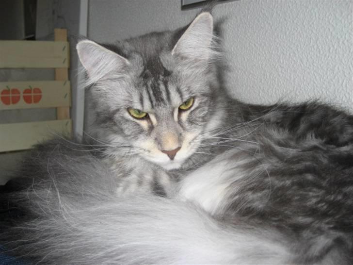 Maine Coon Marilyn monroe - Jeg er ved at nærme mig den høje alder af 10 mdr....  billede 10