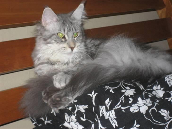 Maine Coon Marilyn monroe - Tiden går så hurtig, Jeg er ved at være en gamle killing... billede 11