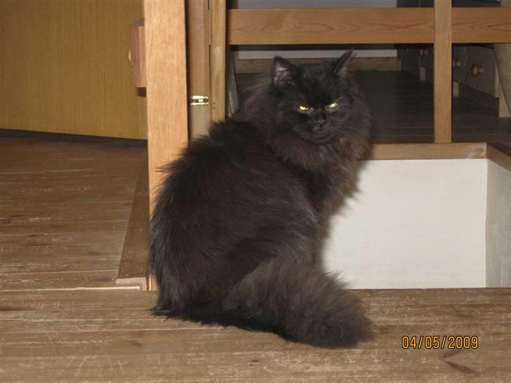 Blanding af racer Bumle*død* billede 15