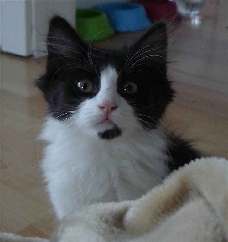 Norsk Skovkat Billie Braveheart billede 4