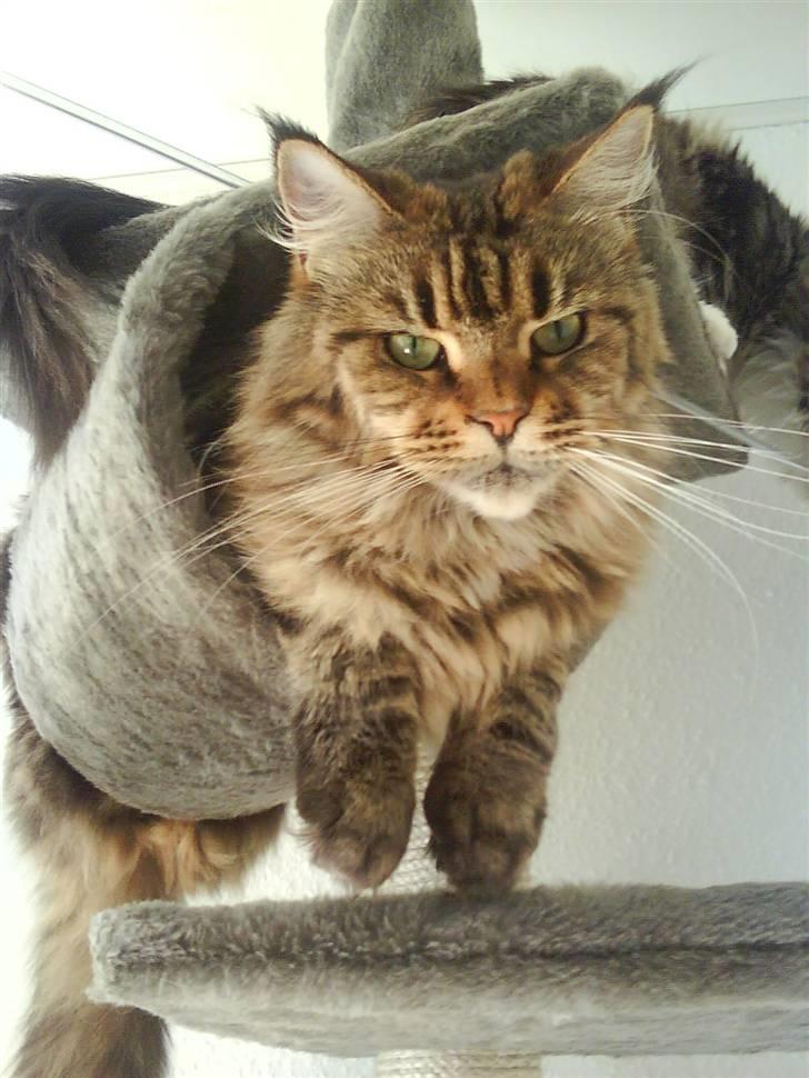 Maine Coon Boromir too sexy billede 1