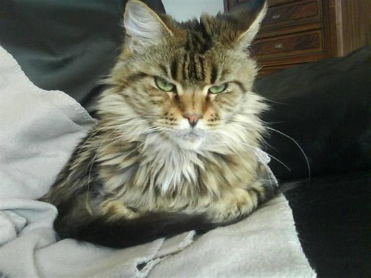 Maine Coon Boromir too sexy - ja jeg er sur over jeg ikke måtte få mere tun!! billede 2