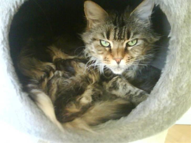 Maine Coon Boromir too sexy - Morgen billede 3