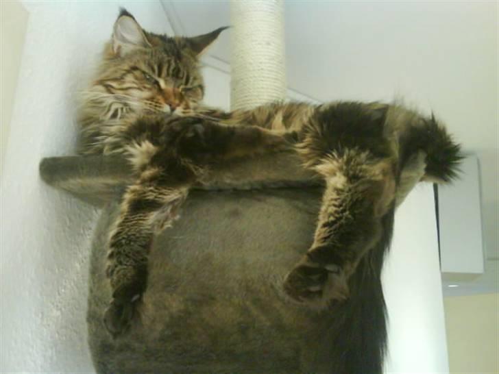 Maine Coon Boromir too sexy billede 4