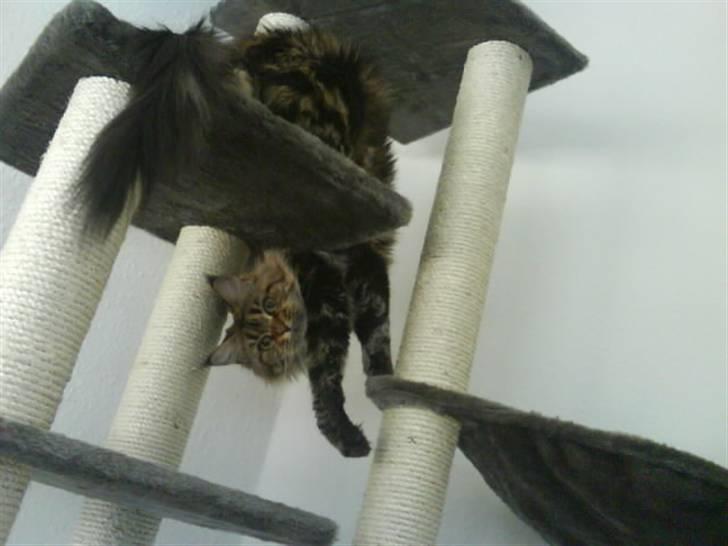 Maine Coon Boromir too sexy - lidt hjælp tak!? billede 5